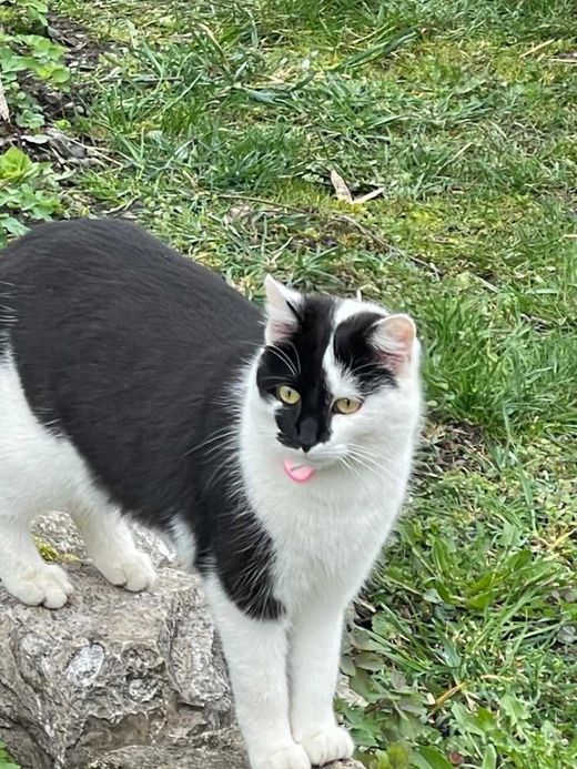 Hauskatze, schwarz-weiß
