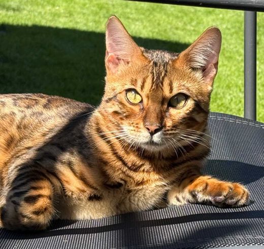 Bengal Cat, braun getigert
