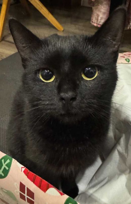 Hauskatze, schwarz