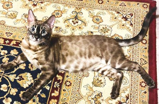 Bengal, braun-dunkelbraun