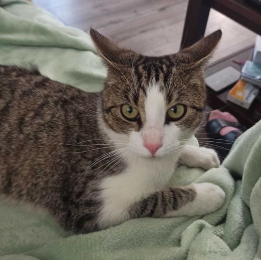 Hauskatze, Weiss grau getigert