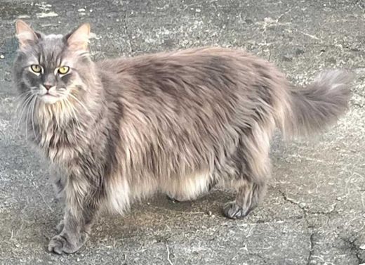 Maine Coon, grau