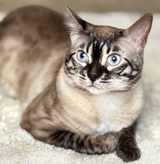Bengal Cat, weiß mit braun spotted