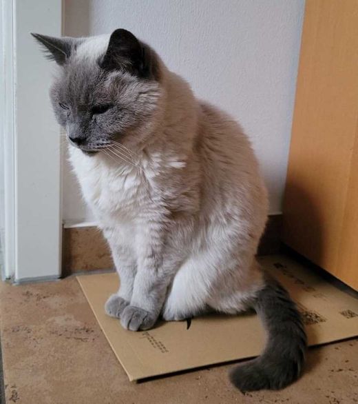 Siamkatze-Heilige Birma-Mix, weiß