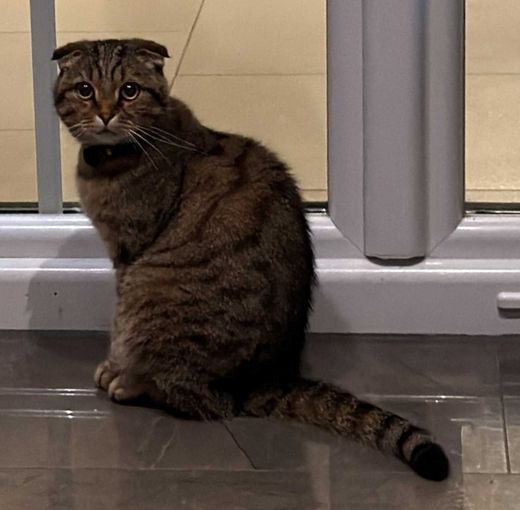 Scottish Fold-Britisch Kurzhaar-Mix, braun-schw getig mit weiß