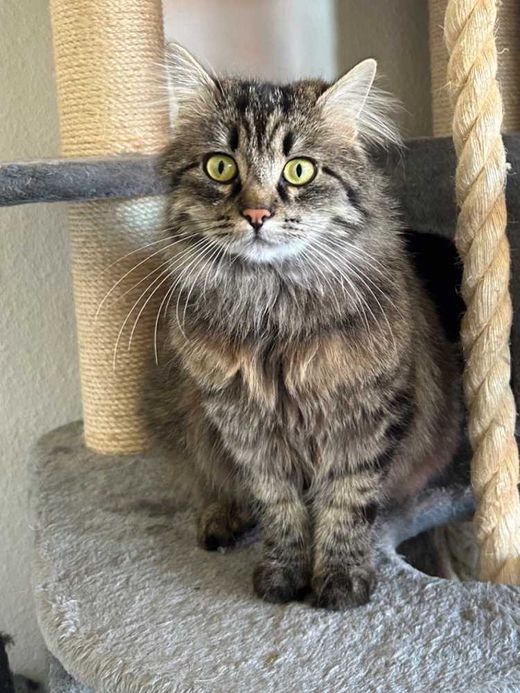 Europäische Langhaarkatze, braun-schwarz getigert
