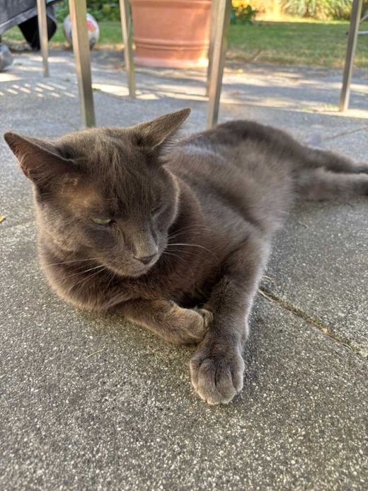Hauskatze, einfarbig-grau