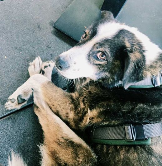 Border Collie-Siberian Husky-Mix, schwarz-braun-weiß