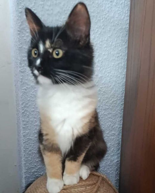 Ragdoll-Ragdoll EKH-Mix, Schwarz-weiß-beige