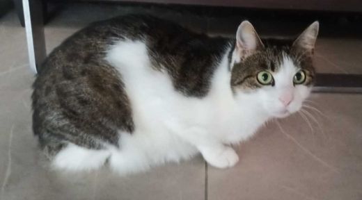 Mischling, weiß getigert