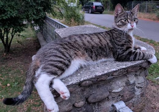 Hauskatze, grau-braun getig mit weiß