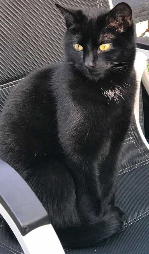 Maine Coon-Europäisch Kurzhaar-Mix, schwarz