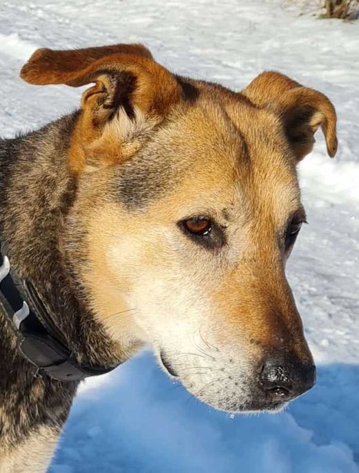 Mischlingshund, braun
