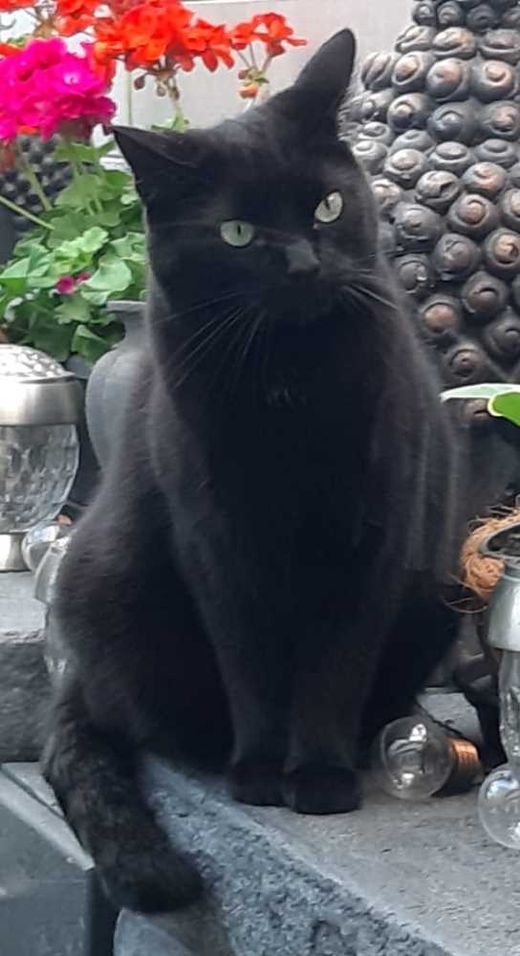 Mischling, schwarz