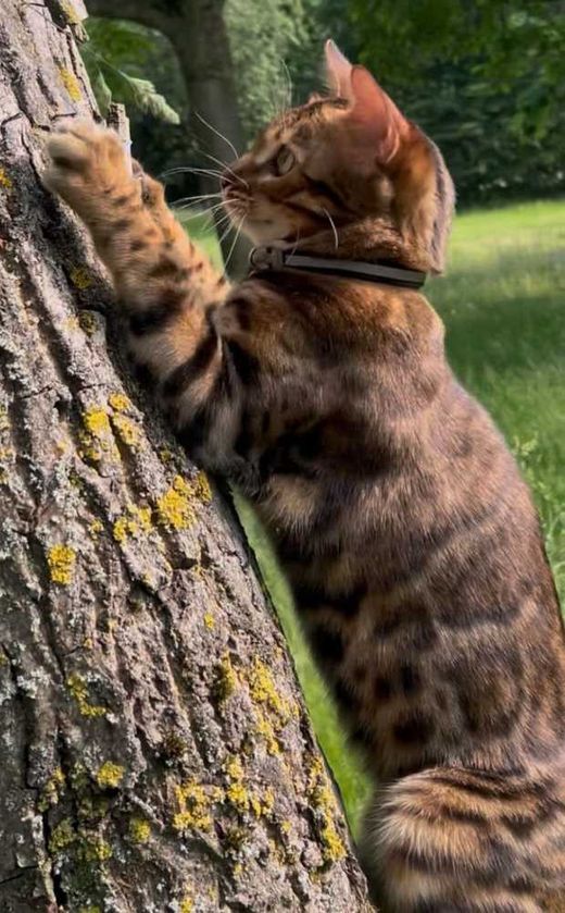 Bengal Cat, braun, leopard