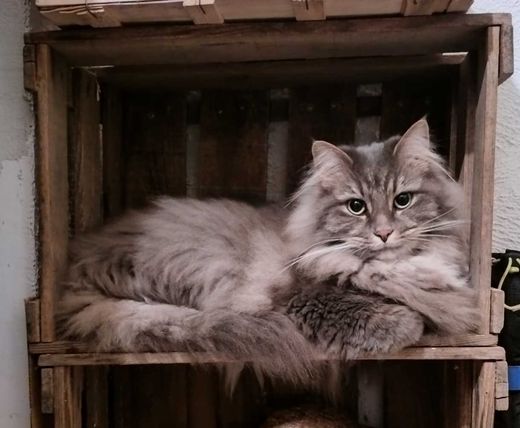 Norwegische Waldkatze, grau