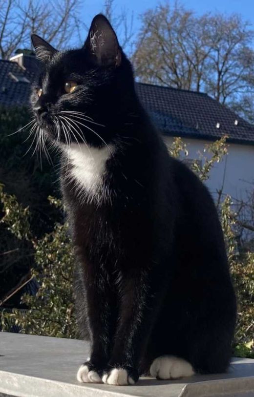 Europäisch Kurzhaar, schwarz-weiß