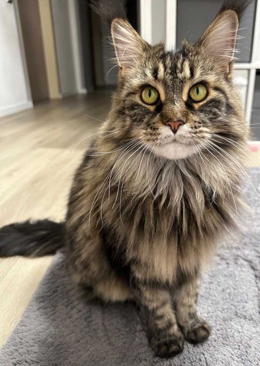 Maine Coon, grau-schwarz