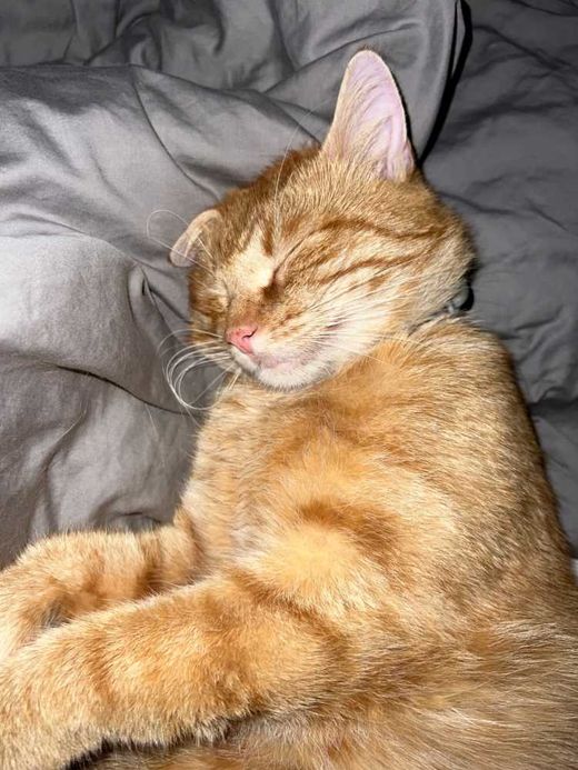 Mischling, orange