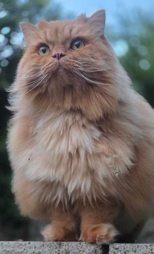 Perserkatze-Britisch Kurzhaar-Mix, rot