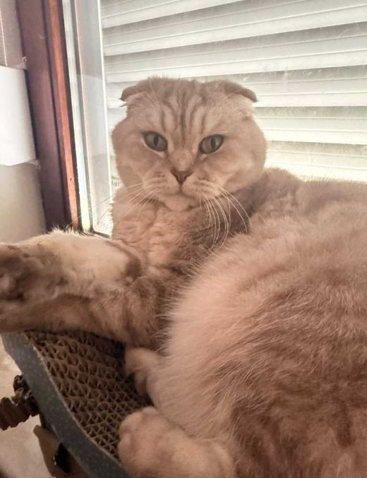 Scottish Fold, grau-weiß-beige