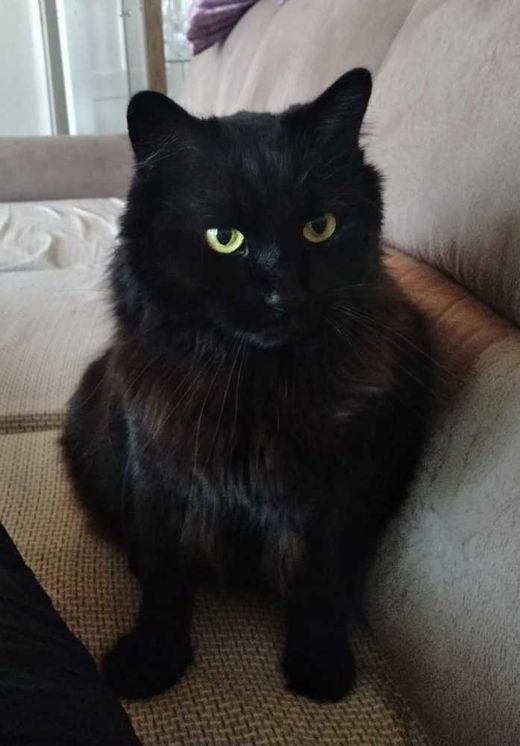 Maine Coon-Mix, schwarz