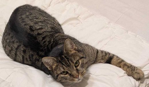 Hauskatze-Mix, Hellgrau dunkel gestreift