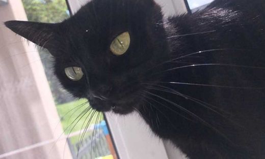Europäisch Kurzhaar, schwarz