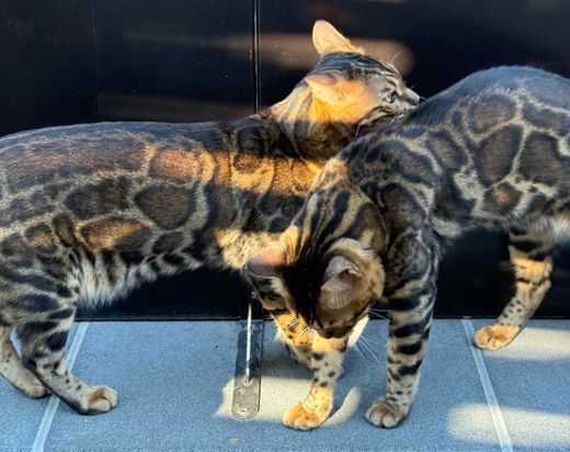 Bengal, Brown tabby spotted