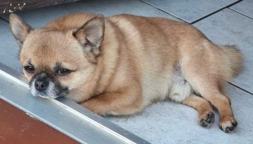 Chihuahua-Zwergspitz-Mix, Gold Braun