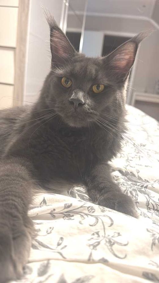 Maine Coon, grau