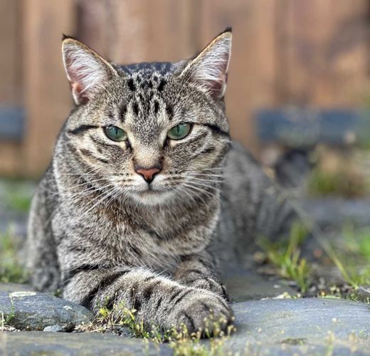 Hauskatze, grau getigert