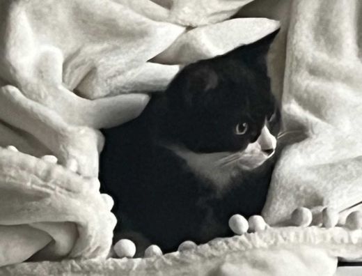 Hauskatze, schwarz weiß