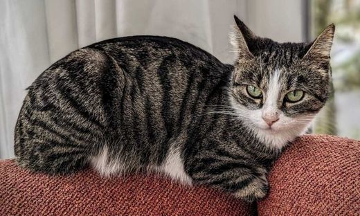 Hauskatze, dunkel getigert