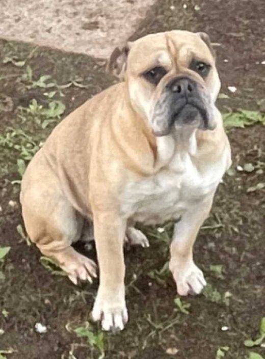 Continental Bulldog, beige