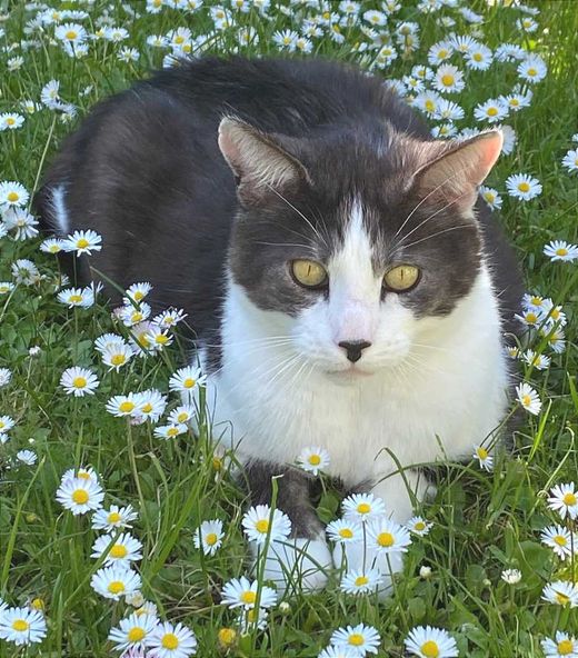 Maine Coon-Mix, weiß-grau getigert