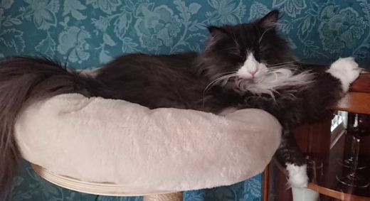 Norwegische Waldkatze, black smoke white