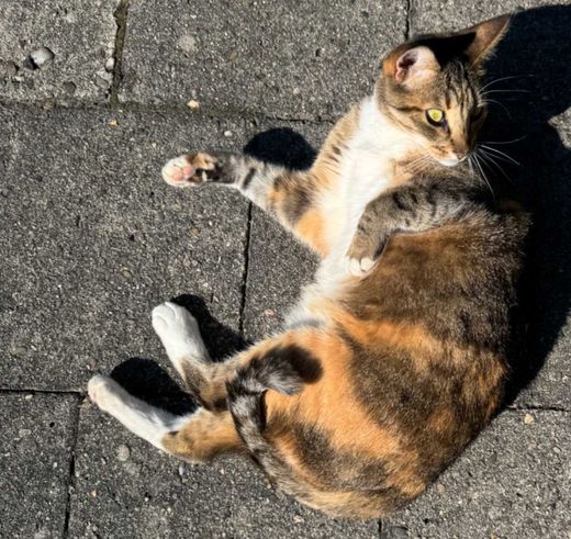 Siam-Langhaarkatzen-Mix, Graugetigert weiß rötlich