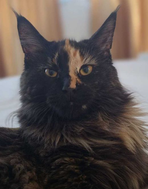 Maine Coon, schildpatt