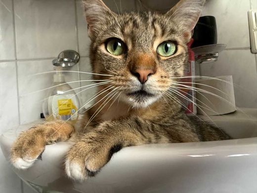 Maine Coon-Mix, braun getigert mit weiß