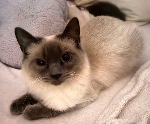 Siamkatze, Weiß braun