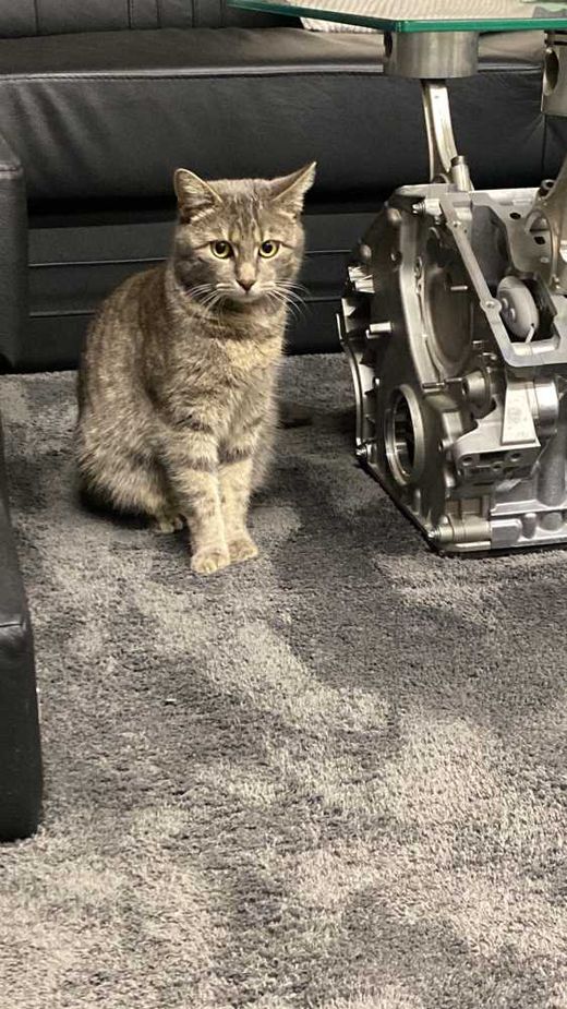 Hauskatze, grau getigert