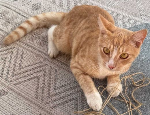 Hauskatze-Mix, rot mit weißen Abz.