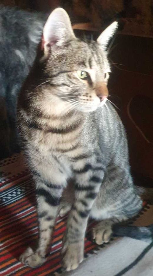Bengal Cat-Mix, braun getigert