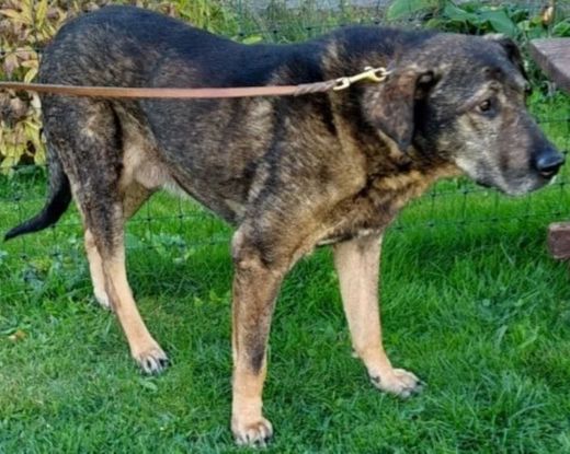 Mischlingshund, braun