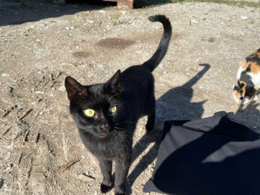 Hauskatze, schwarz, gelbe Augen