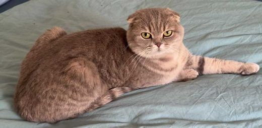Scottish Fold, grau getigert