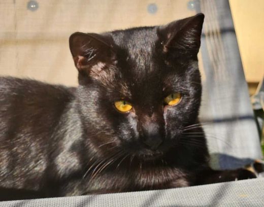 Hauskatze, schwarz