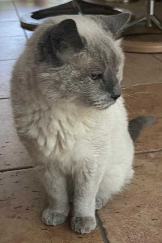 Siamkatze-Heilige Birma-Mix, weiß