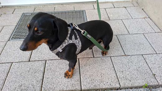 Dackel, schwarz mit braunen Abz.